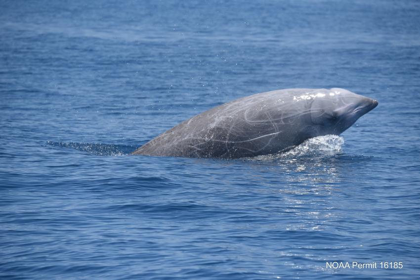 Cuvier’s beaked whales are the world’s deepest diving mammals. (Andrew J. Read)