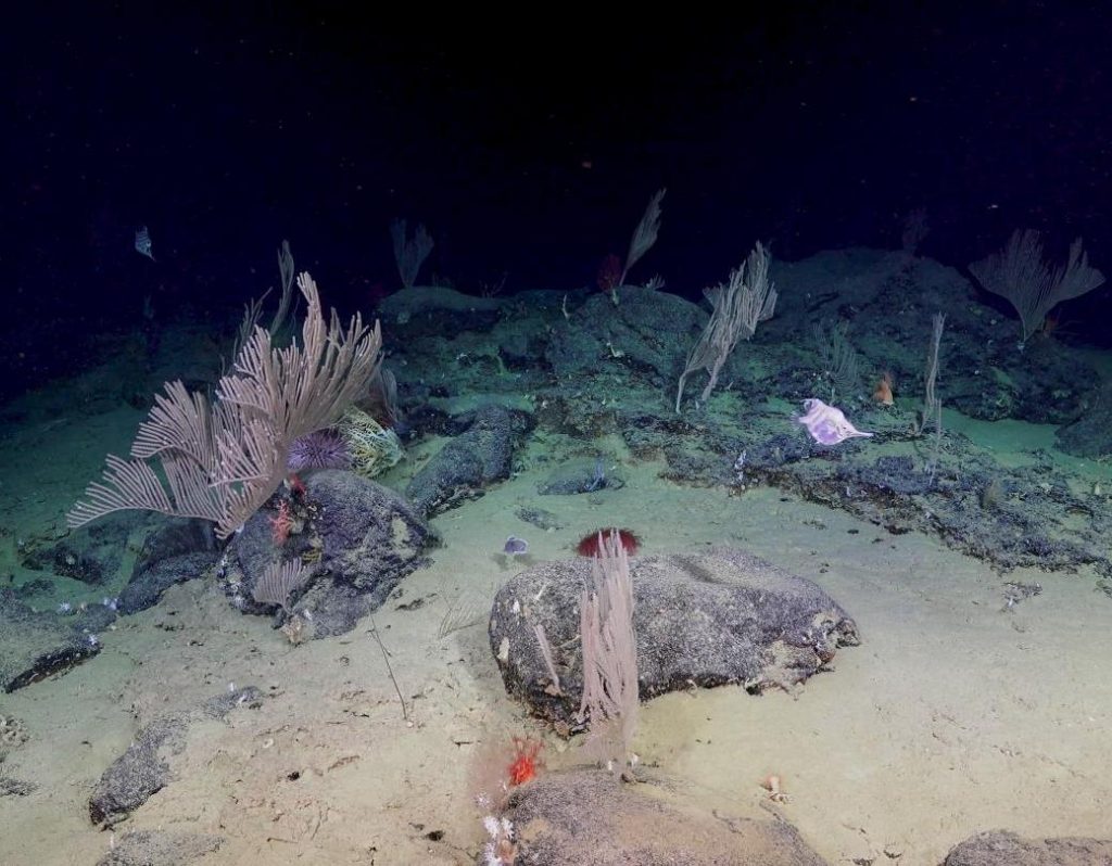 Coral garden found in Bremer Canyon, Western Australia as part of a month long expedition exploring canyon depths for the first time with ROV SuBastian. (Schmidt Ocean Institute)