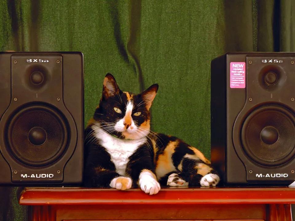 Researchers have found that playing “cat-specific” music can help calm and relax your cat.