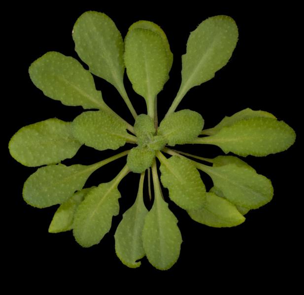 This is Arabidopsis thaliana, a small flowering plant in the mustard family. (Photo: Salk Institute)