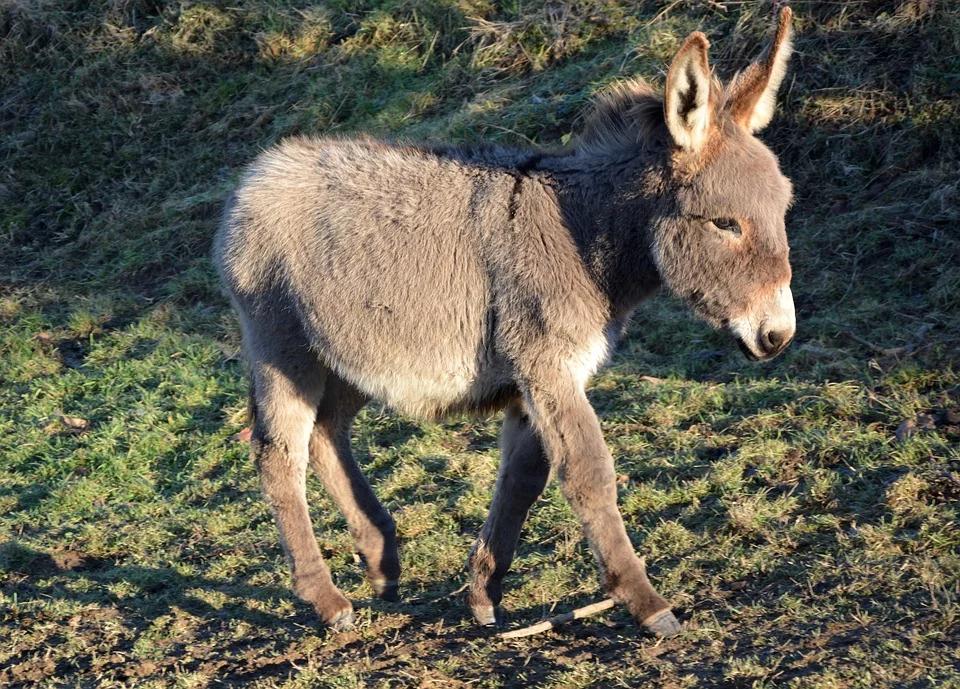 Archaeologists have found a Chinese noblewoman buried with her donkey so she could continue playing polo in the afterlife.