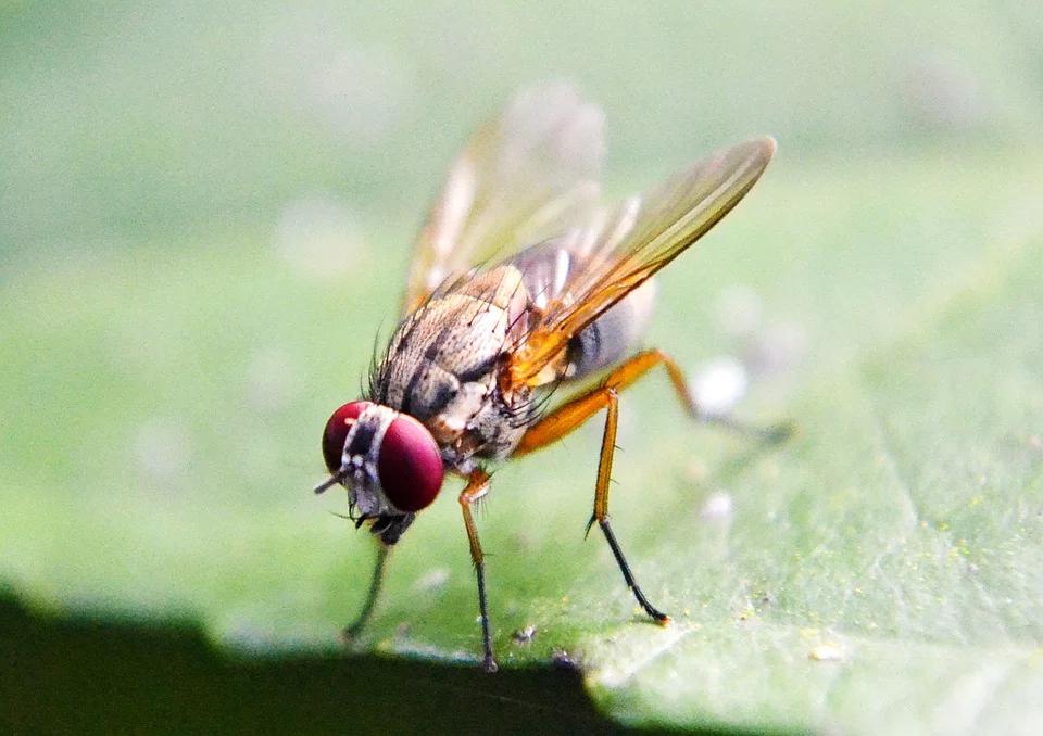 Fruit flies that were kept in the dark lost long-term memory of a traumatic stress they were exposed to.