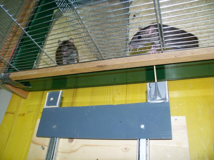 One rat (right) pulls a tray toward the cage, thereby providing access to food (an oat flake) to the social partner (left) in the other cage compartment. (Photo: Res Schmid)