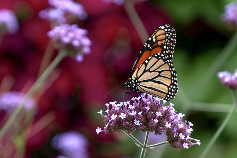 Young Monarch Butterflies Get Stressed Out From Human Handling