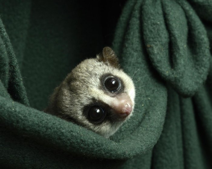 Scientists Get Lemurs to Hibernate in Captivity