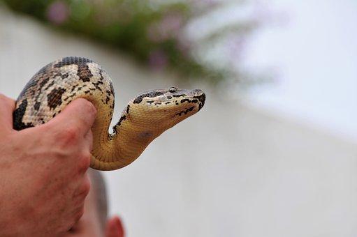 Super Glue Made From Snake Venom Can Stop Bleeding in Seconds