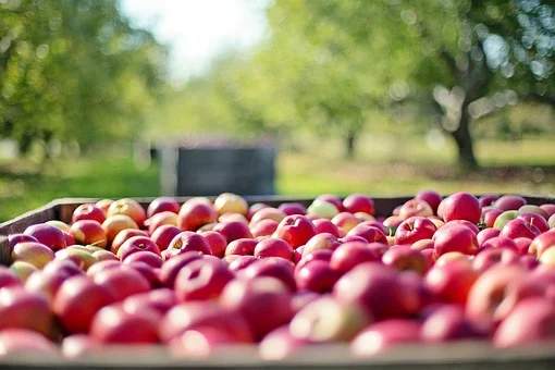 Apples may stay fresher when exposed to a magnetic field.