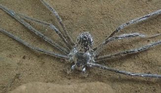 This Spider Wears a Coat of Air to Hide Underwater