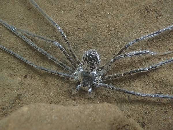 This Spider Wears a Coat of Air to Hide Underwater