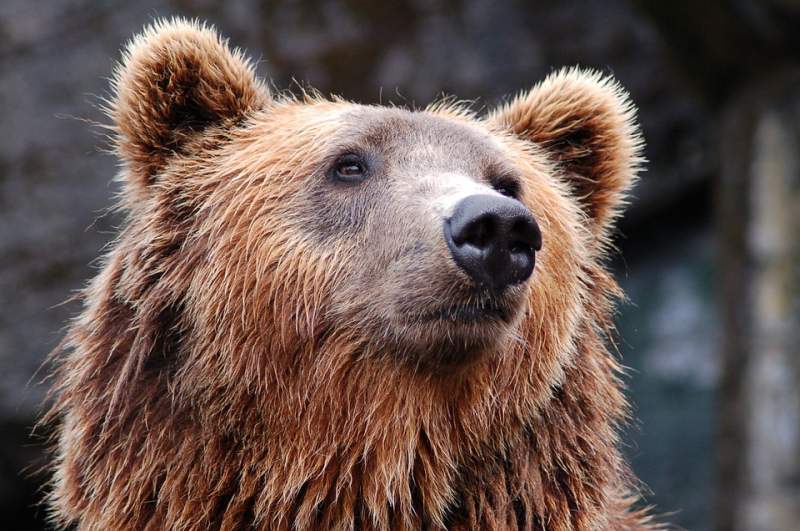 Bears may be omnivores.