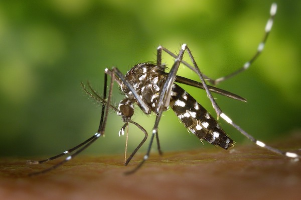 Fatty Acids on Your Skin Can Make You a Mosquito Magnet