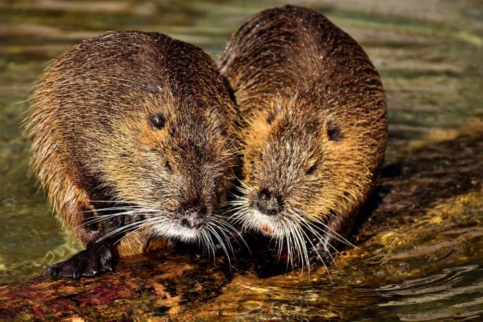 Beavers Can Really Help Improve Water Quality