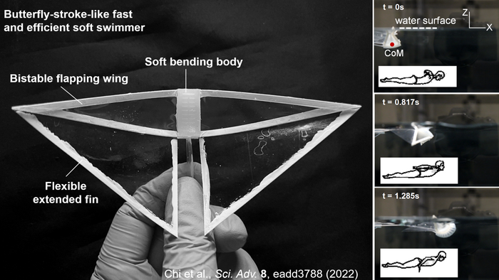 Inspired by the biomechanics of the manta ray, researchers at North Carolina State University have developed an energy-efficient soft robot that can swim more than four times faster than previous swimming soft robots. The robots are called “butterfly bots,” because their swimming motion resembles the way a person’s arms move when they are swimming the butterfly stroke. (Jie Yin, NC State University)